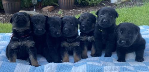 Brauerhof Kennels | Purebred German Shepard Breeder in Illinois