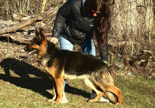 Brauerhof Kennels | Purebred German Shepard Breeder in Illinois