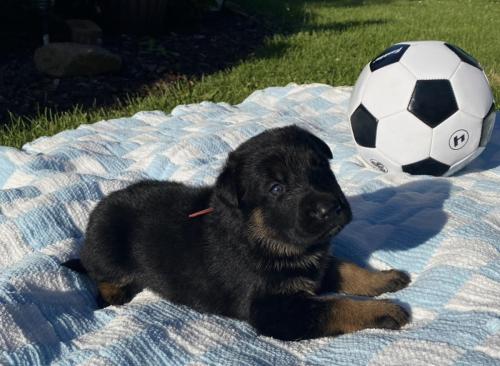 Brauerhof Kennels | Purebred German Shepard Breeder in Illinois