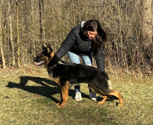 Brauerhof Kennels | Purebred German Shepard Breeder in Illinois