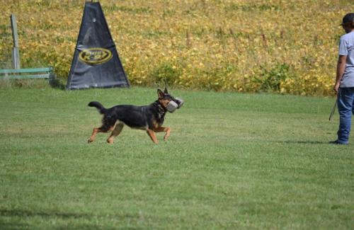 Brauerhof Kennels | Purebred German Shepard Breeder in Illinois