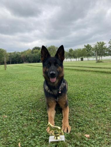 Brauerhof Kennels | Purebred German Shepard Breeder in Illinois