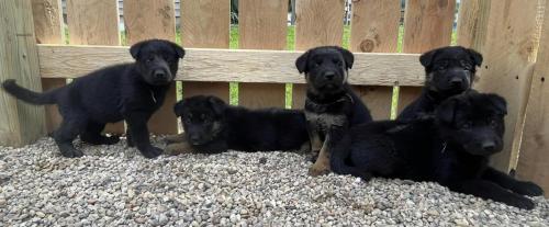 Brauerhof Kennels | Purebred German Shepard Breeder in Illinois